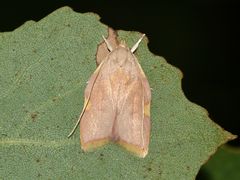 (2) CARCINA QUERCANA - ein hübscher Kleinschmetterling ...