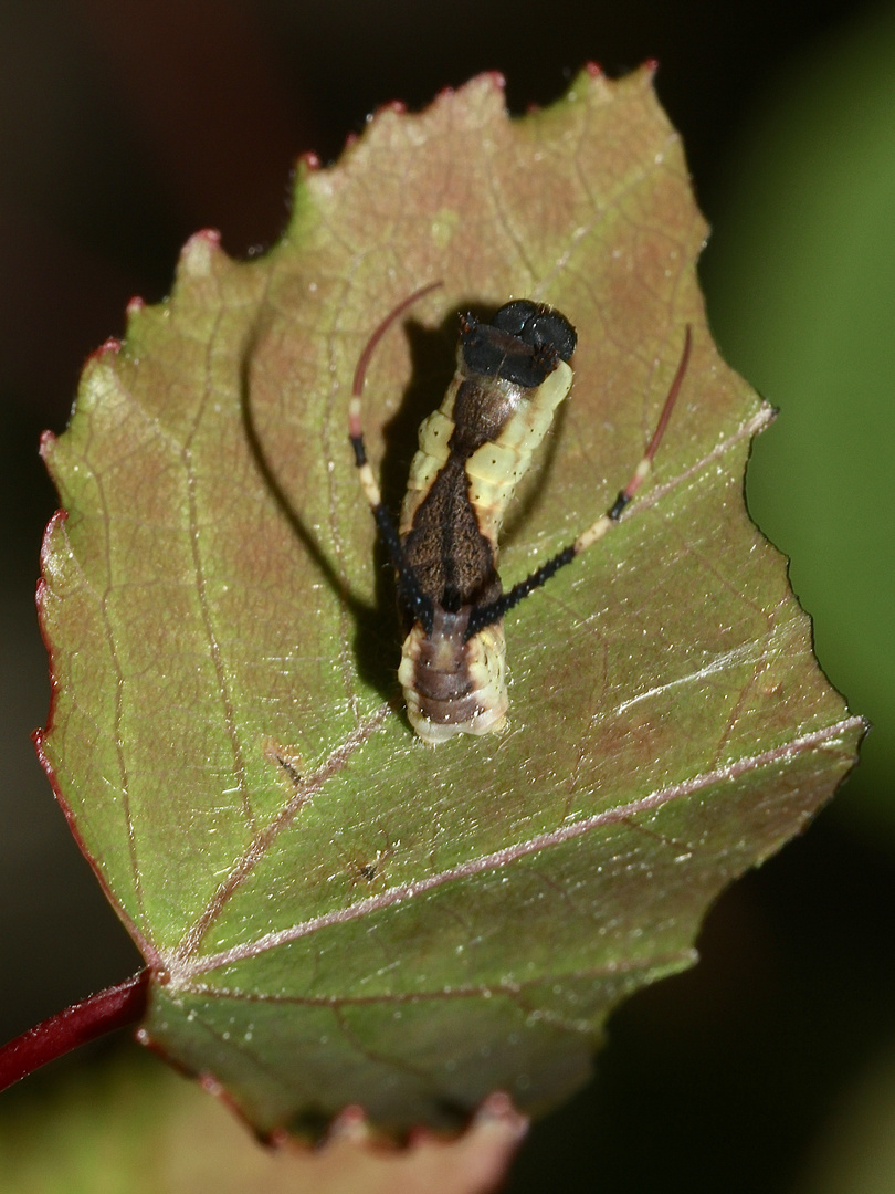 (2) Cerura vinula - der Große Gabelschwanz