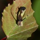 (2) Cerura vinula - der Große Gabelschwanz