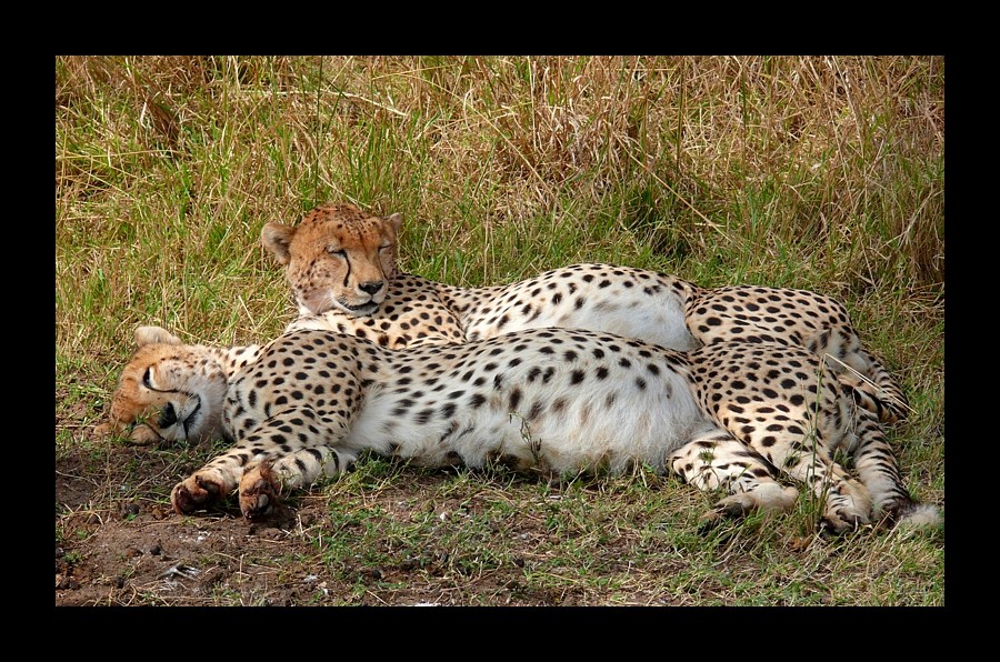 2 Cheetah (Acinonyx jubatus)