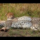 2 Cheetah (Acinonyx jubatus)
