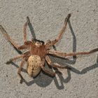 (2) Cheiracanthium cf. furculatum, eine Dornfinger-Art aus Südafrika