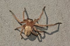 (2) Cheiracanthium cf. furculatum, eine Dornfinger-Art aus Südafrika