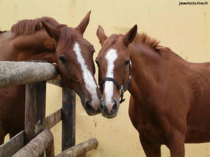 2 chevaux