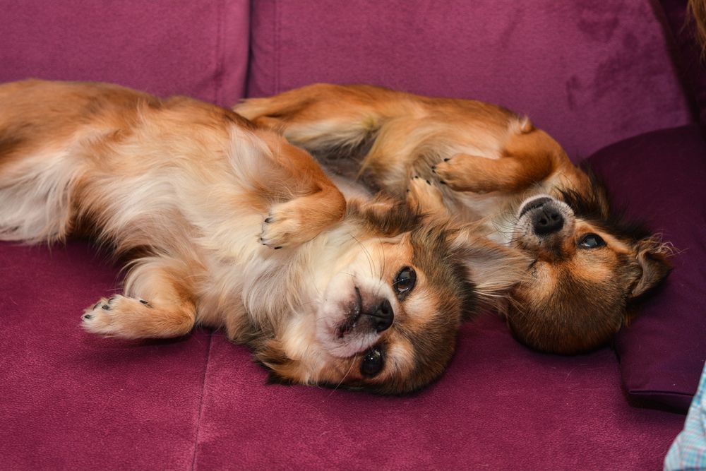 2 Chihuahuas auf auberginefarbenem Sofa