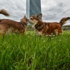 2 Chihuahuas: Begegnung auf der Wiese