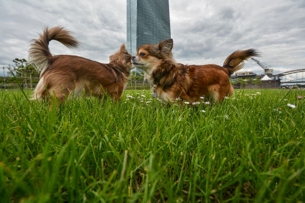 2 Chihuahuas: Begegnung auf der Wiese