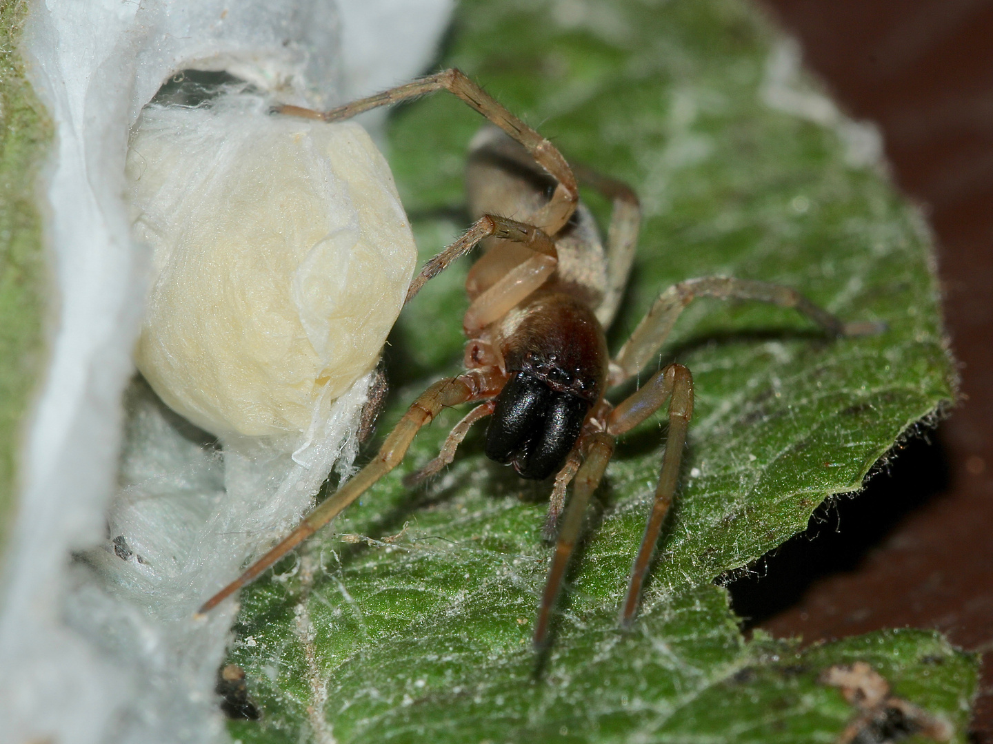 (2) Clubiona (cf.) pallidula - eine Sackspinne (Fam. Clubionidae)