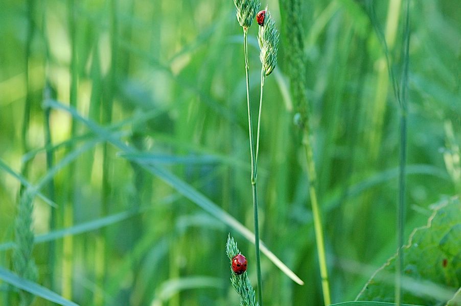 2 Coccinelles