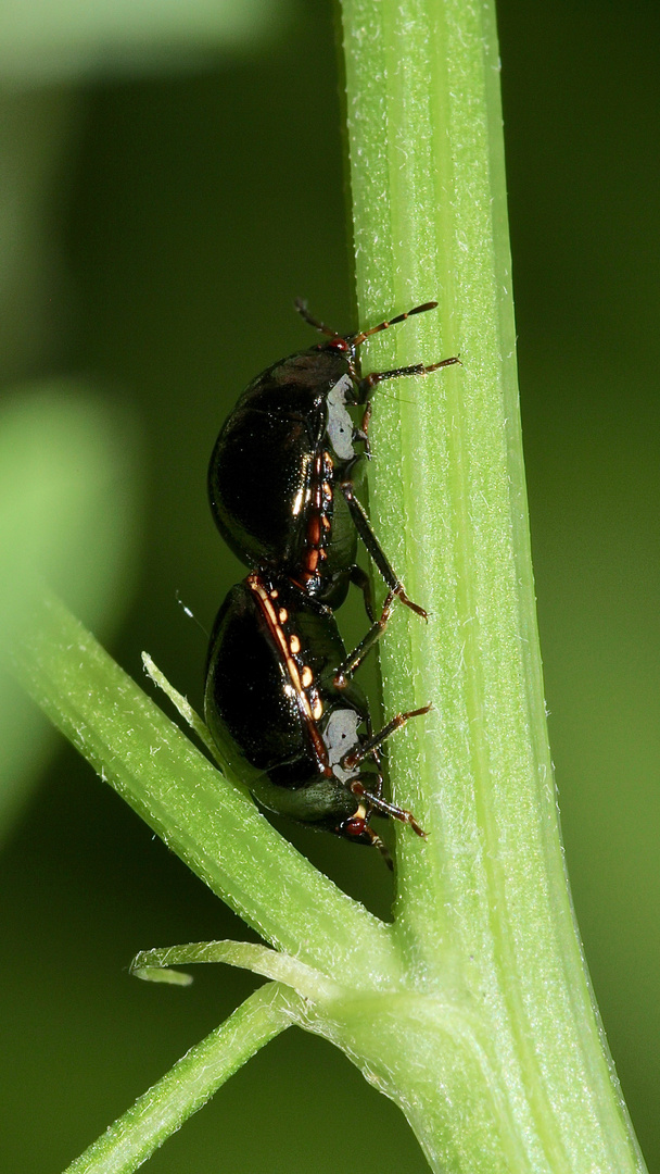 (2) Coptosoma scutellatum - eine kleine Wanze ohne deutschen Namen ...