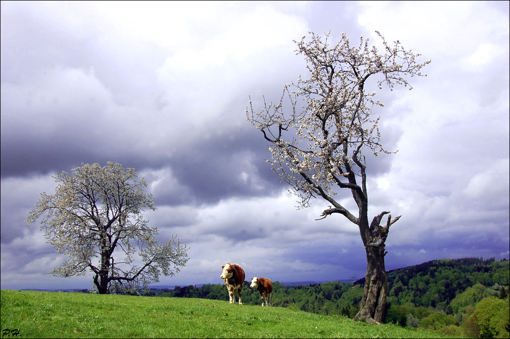 2 Cows, 2 Trees And A Huge World