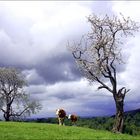 2 Cows, 2 Trees And A Huge World