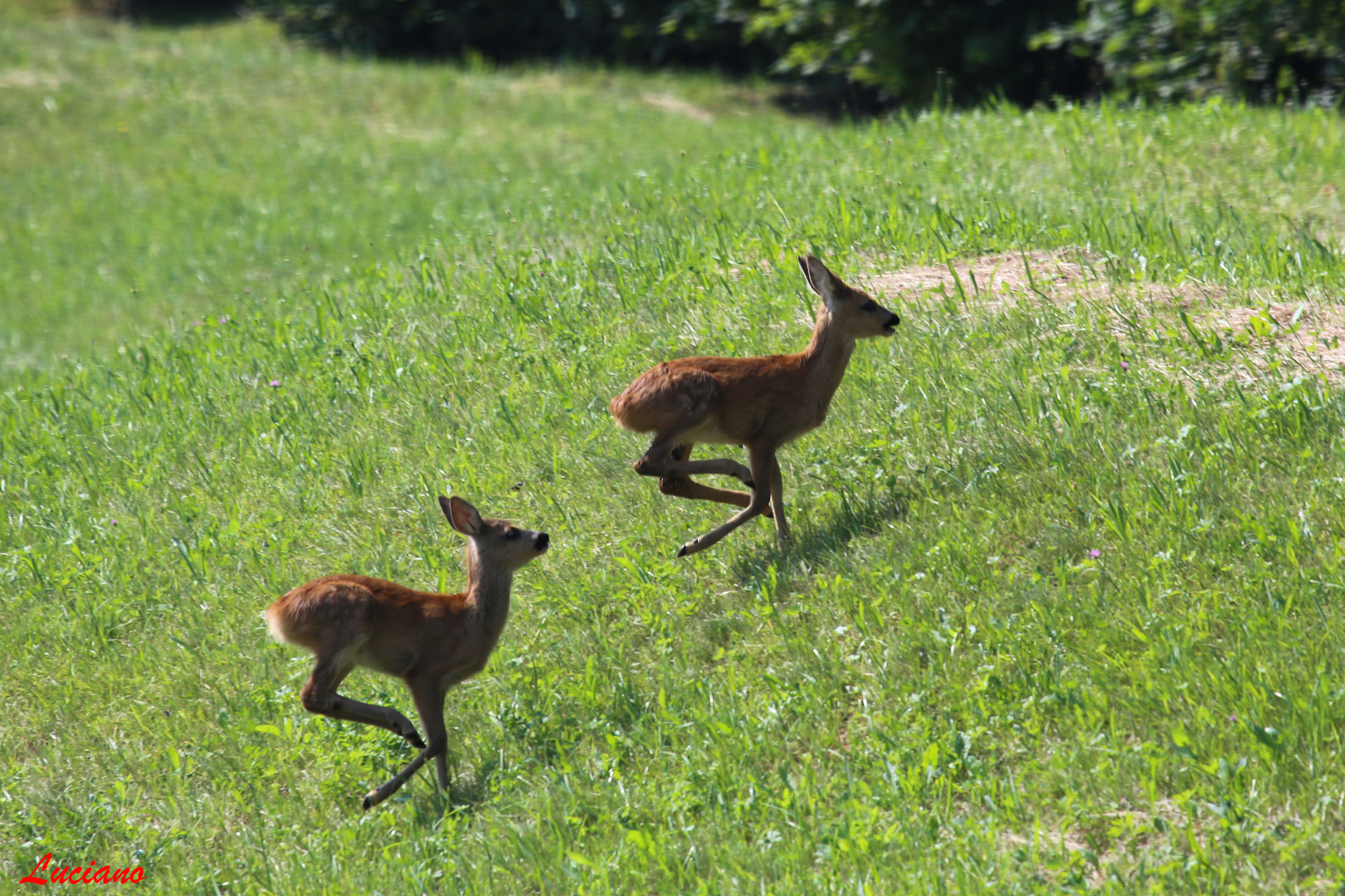 2 cuccioli di capriolo