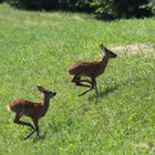 2 cuccioli di capriolo