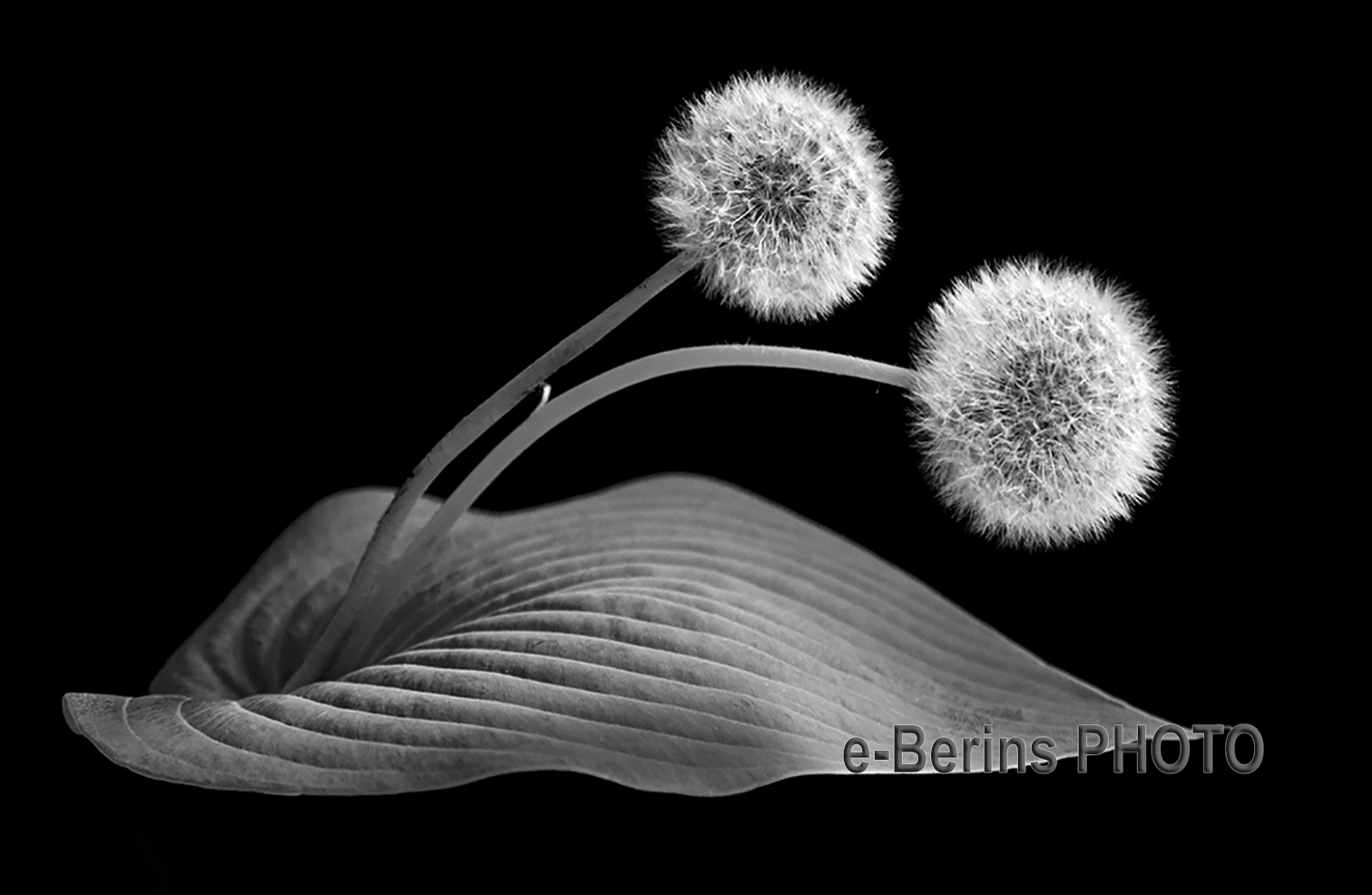 2 dandelions B&W