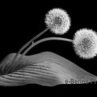 2 dandelions B&W