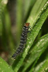 (2) Das 1,5 cm lange Räupchen von SYNDEMIS MUSCULANA, einem Wickler ...