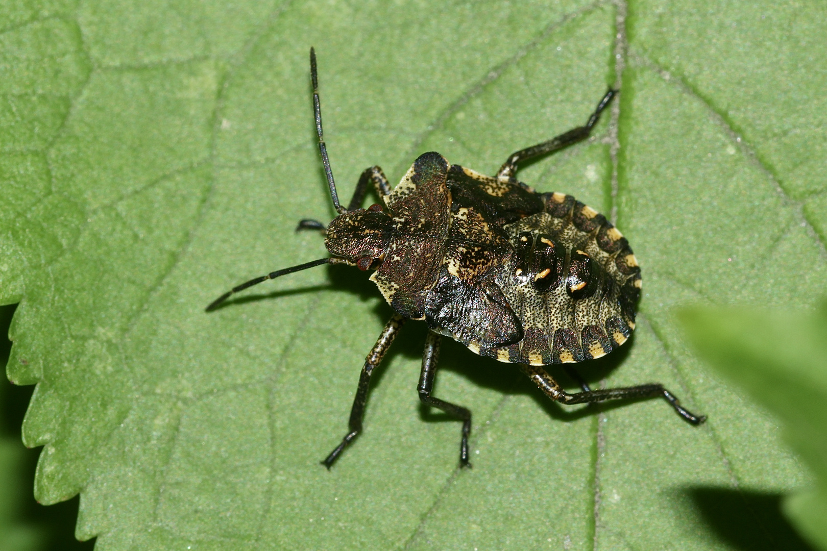 (2) Das fünfte Larvenstadium (L5) der Rotbeinigen Baumwanze (Pantatoma rufipes)