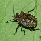 (2) Das fünfte Larvenstadium (L5) der Rotbeinigen Baumwanze (Pantatoma rufipes)