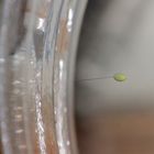 (2) Das grüne Ei einer Florfliege der Gattung Chrysoperla