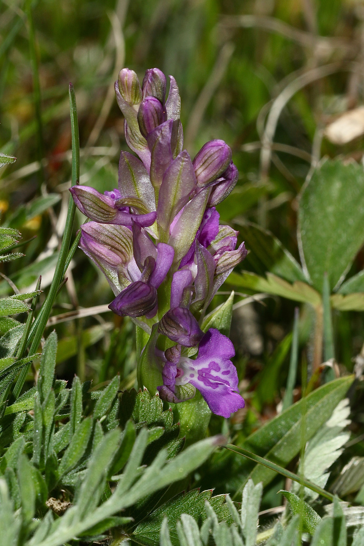 (2) Das KLEINE KNABENKRAUT (ANACAMPTIS MORIO) ...