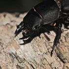 (2) Das Männchen eines Zwerghirschkäfers oder Balkenschröters (Dorcus parallelipipedus)