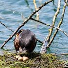 2) Das schönste Haubentauchernest, great crested nest, nido mas bonito de Somormujo lavanco 