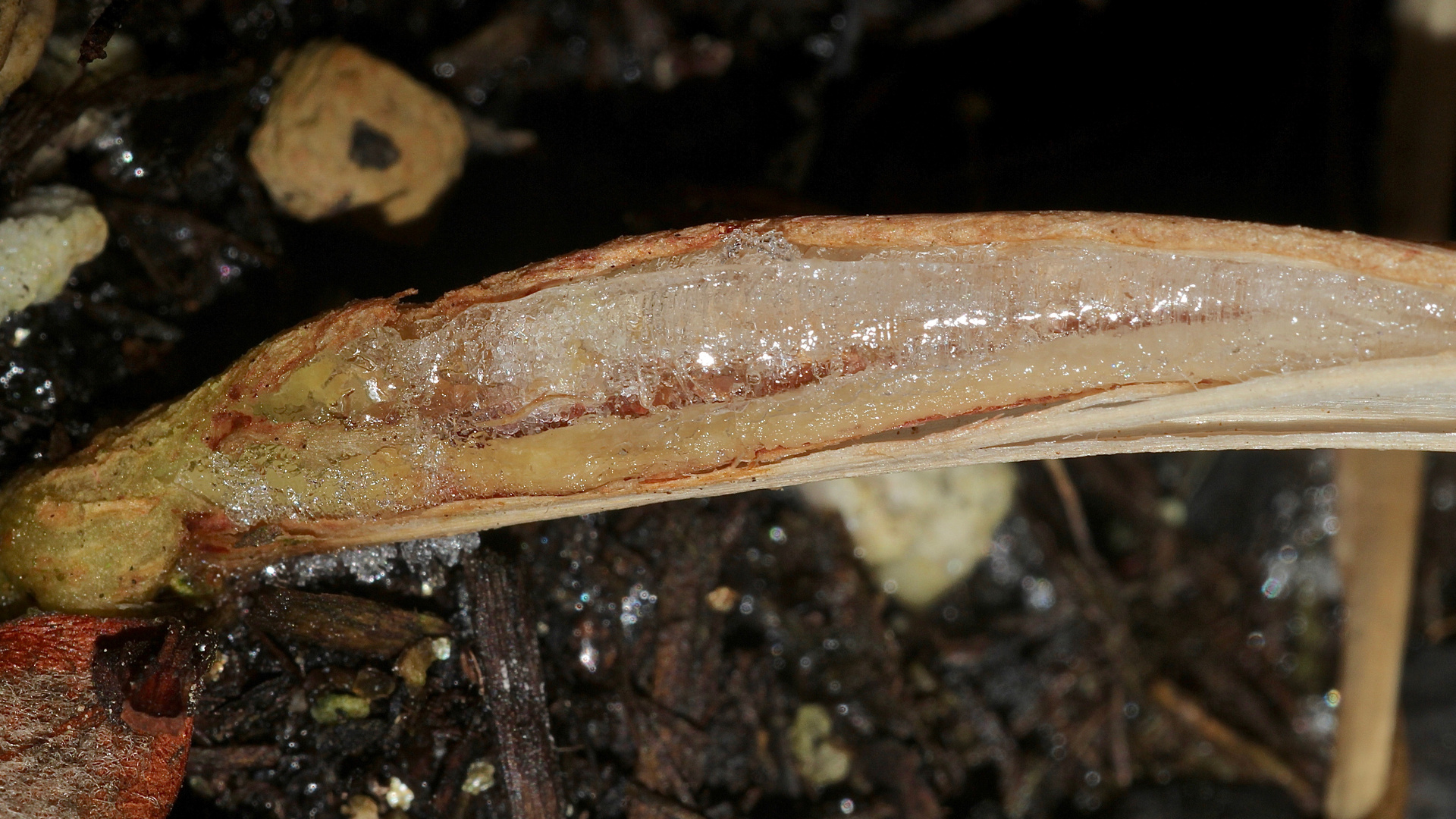 (2) Das seltene BANDEIS (ice ribbons, ein Basikryogen) im Garten !!!