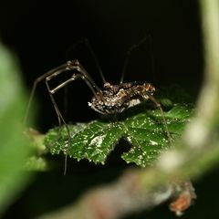 (2) Das Waldgroßauge (Platybunus pinetorum)