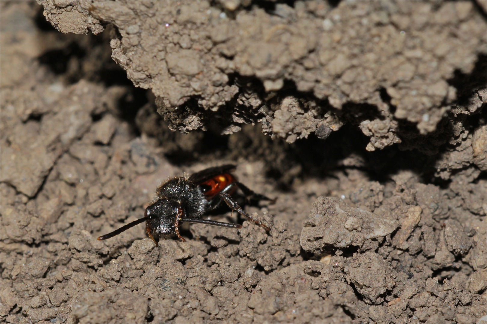 2 Das Weibchen der Wespenbiene Nomada fabriciana nach der Eiablage bei der Sandbiene Andrena bicolor