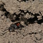 2 Das Weibchen der Wespenbiene Nomada fabriciana nach der Eiablage bei der Sandbiene Andrena bicolor