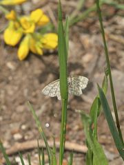 (2) Das Weibchen des MARMORIERTEn KLEINSPANNERs (SCOPULA IMMORATA) ...