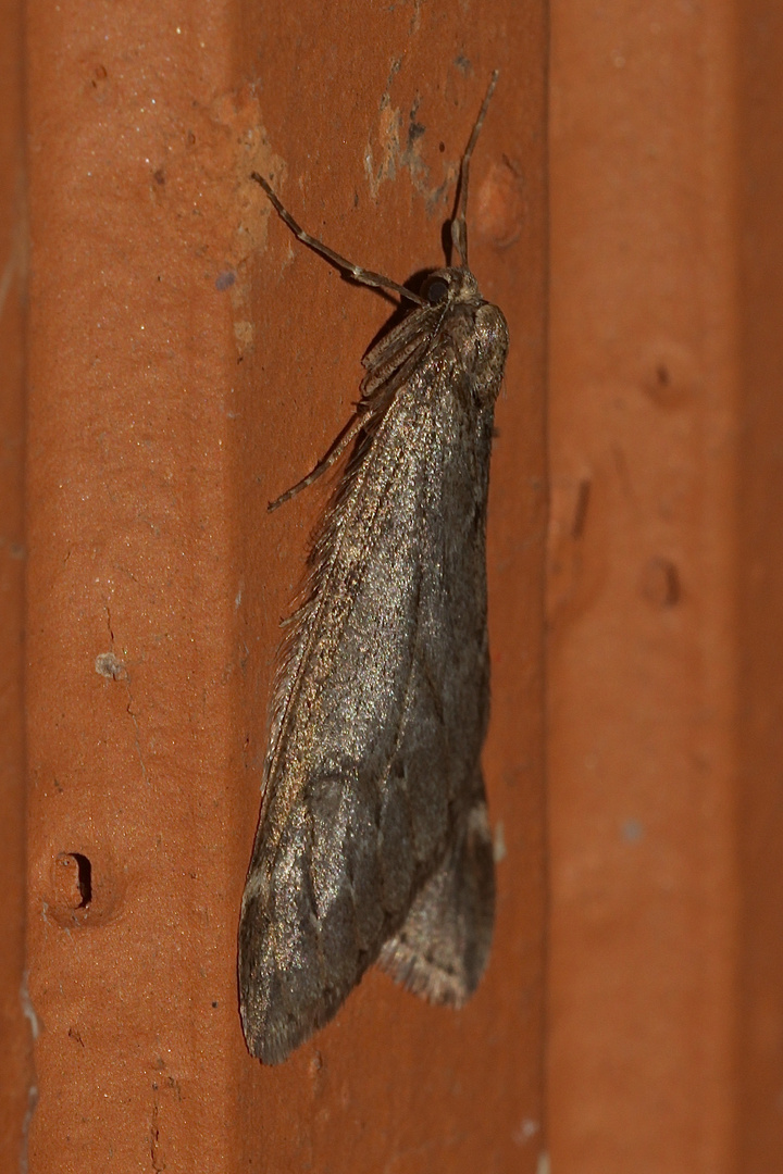 (2) Den Frühlings-Kreuzflügel (Alsophila aescularia) ...