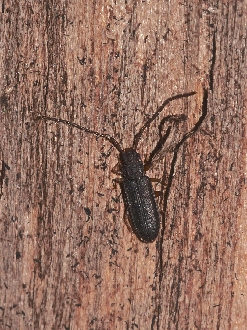 (2) Den Langhörnigen Raubplattkäfer (Uleiota planata) ...