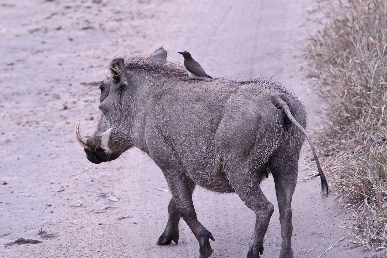 (2) Den Rotschnäbeligen = Rotschnabel-Madenhacker = Red-billed Oxpecker ...