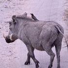 (2) Den Rotschnäbeligen = Rotschnabel-Madenhacker = Red-billed Oxpecker ...