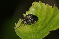 (2) Der 5 mm lange Grünkragen-Blattrüßler (Phyllobius viridicollis) ...