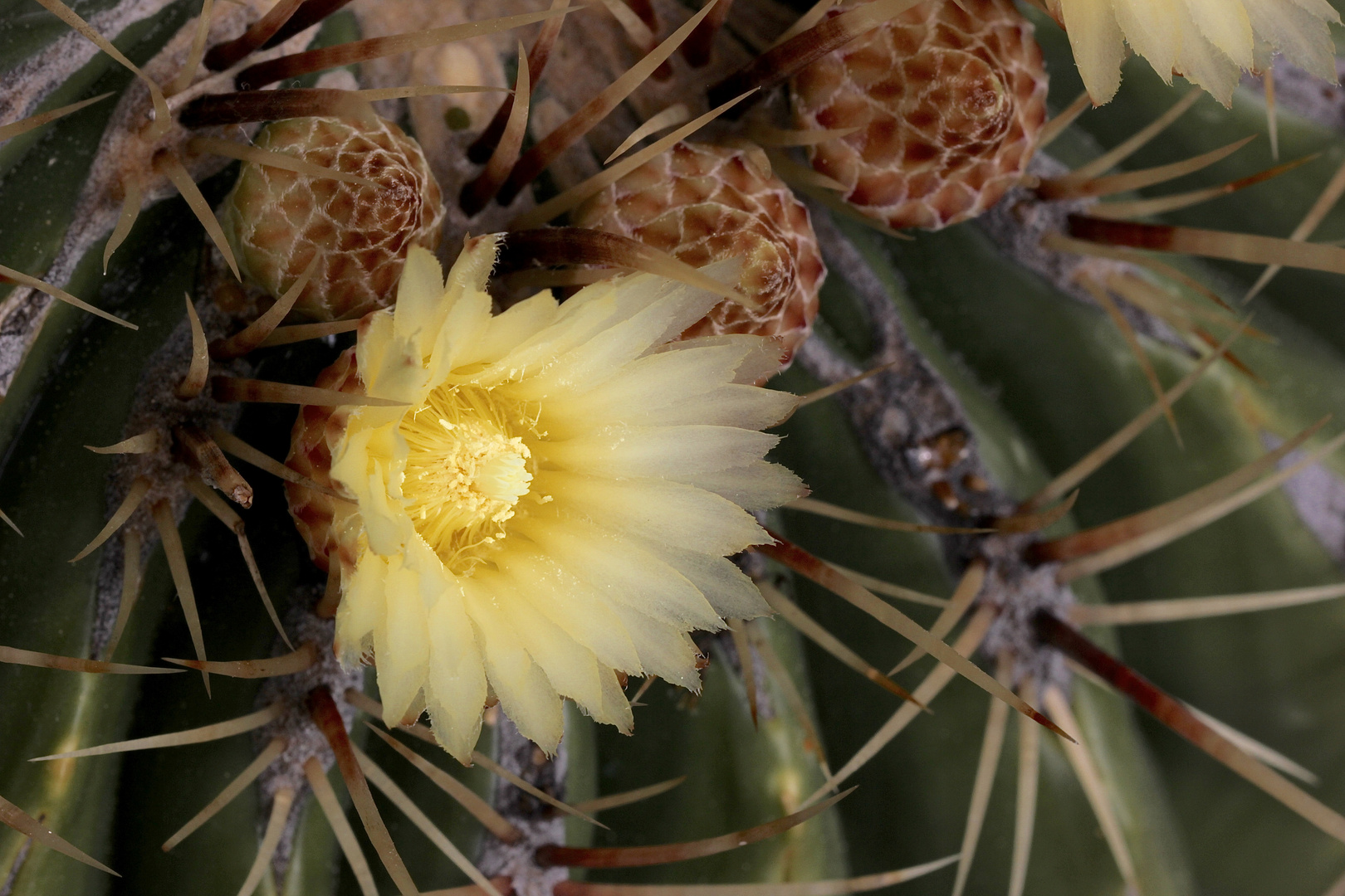 (2) Der alte Ferocactus blüht!