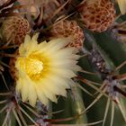 (2) Der alte Ferocactus blüht!