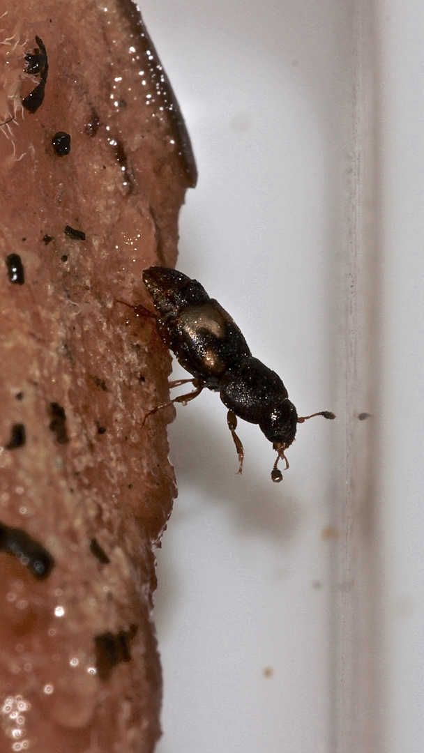 (2) Der Backobstkäfer oder Gelbfleckige Glanzkäfer (Carpophilus hemipterus) ...