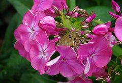  (2) der 'Braune Waldvogel' (Aphantopus hyperantus)