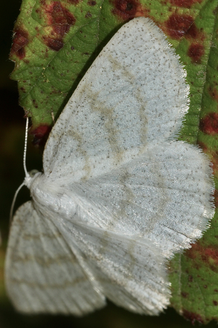 (2) Der Braunstirn-Weißspanner (Cabera exanthemata), Familie Spanner (Geometridae)