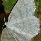 (2) Der Braunstirn-Weißspanner (Cabera exanthemata), Familie Spanner (Geometridae)