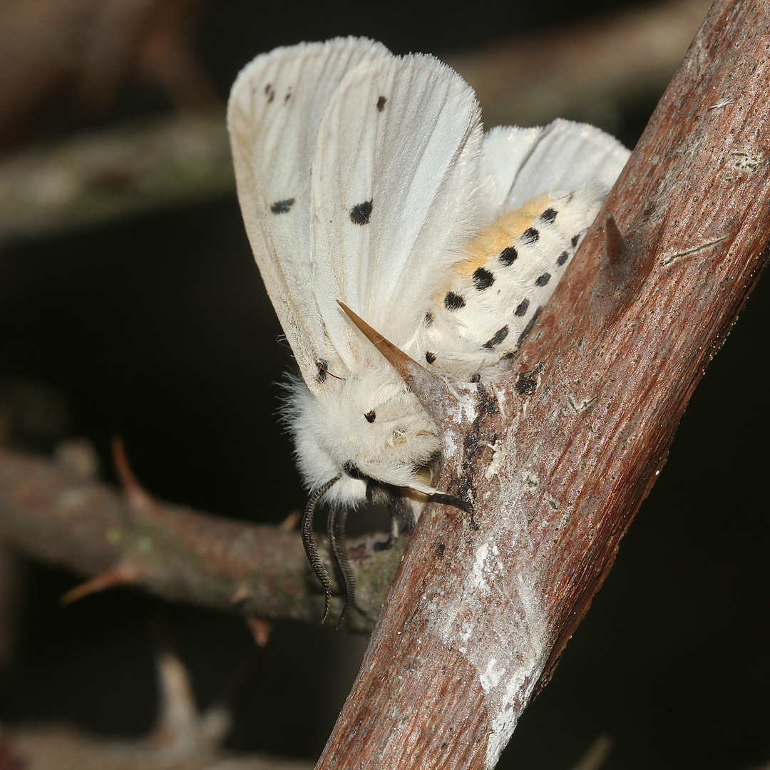 (2) Der Breitflüglige Fleckleibbär (Spilosoma lubricipeda)