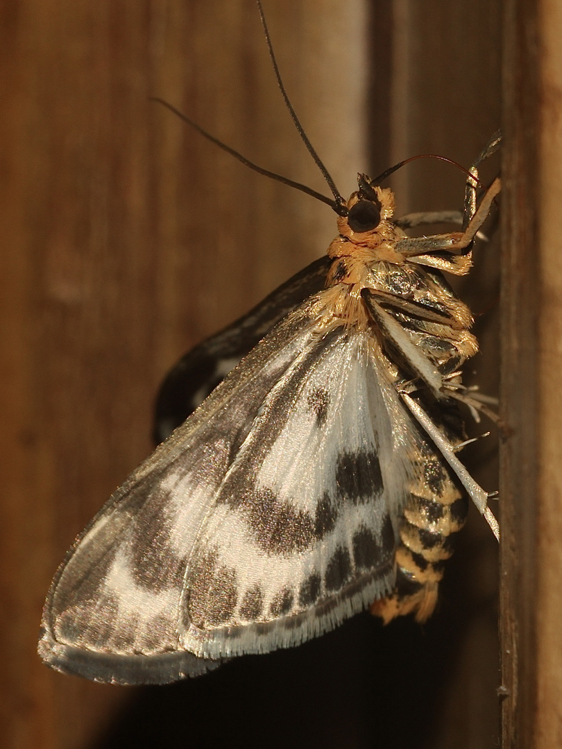 (2) Der Brennnesselzünsler (Anania hortulata = hortulana)