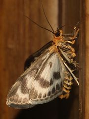 (2) Der Brennnesselzünsler (Anania hortulata = hortulana)