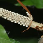 (2) Der (Buchen-)Streckfuß oder (Buchen-)Rotschwanz, Calliteara pudibunda