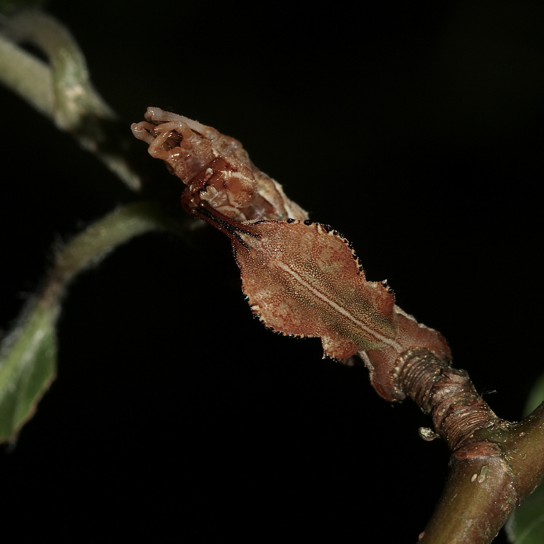 (2) Der Buchen-(Zahn-)Spinner, Raupe im 3. Larvenstadium = L3