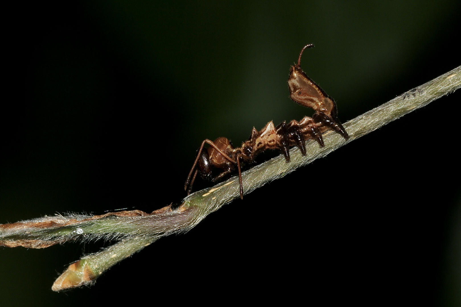 (2) Der Buchen-(Zahn-)Spinner, Stauropus fagi - 2. Larvenstadium der Raupe = L2