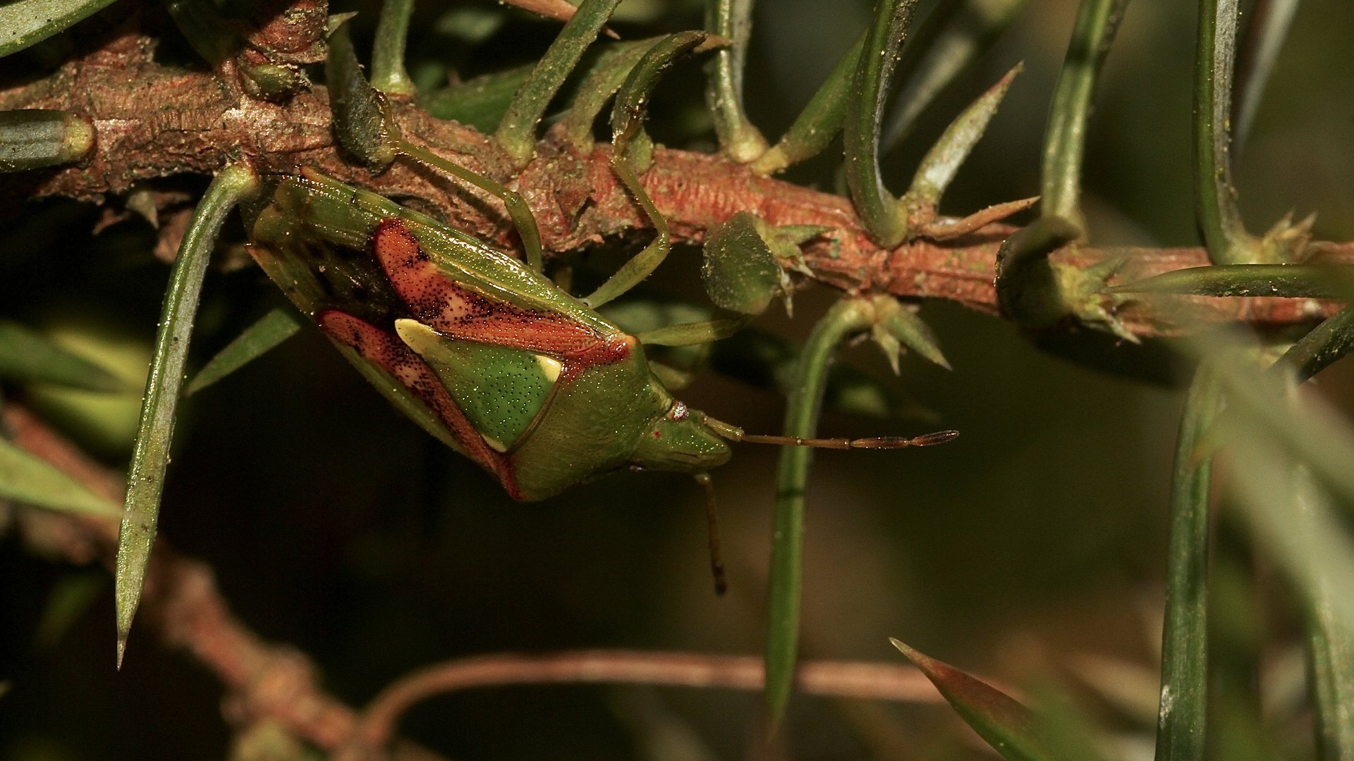 (2) Der Buntrock (Cyphostethus tristriatus) ...